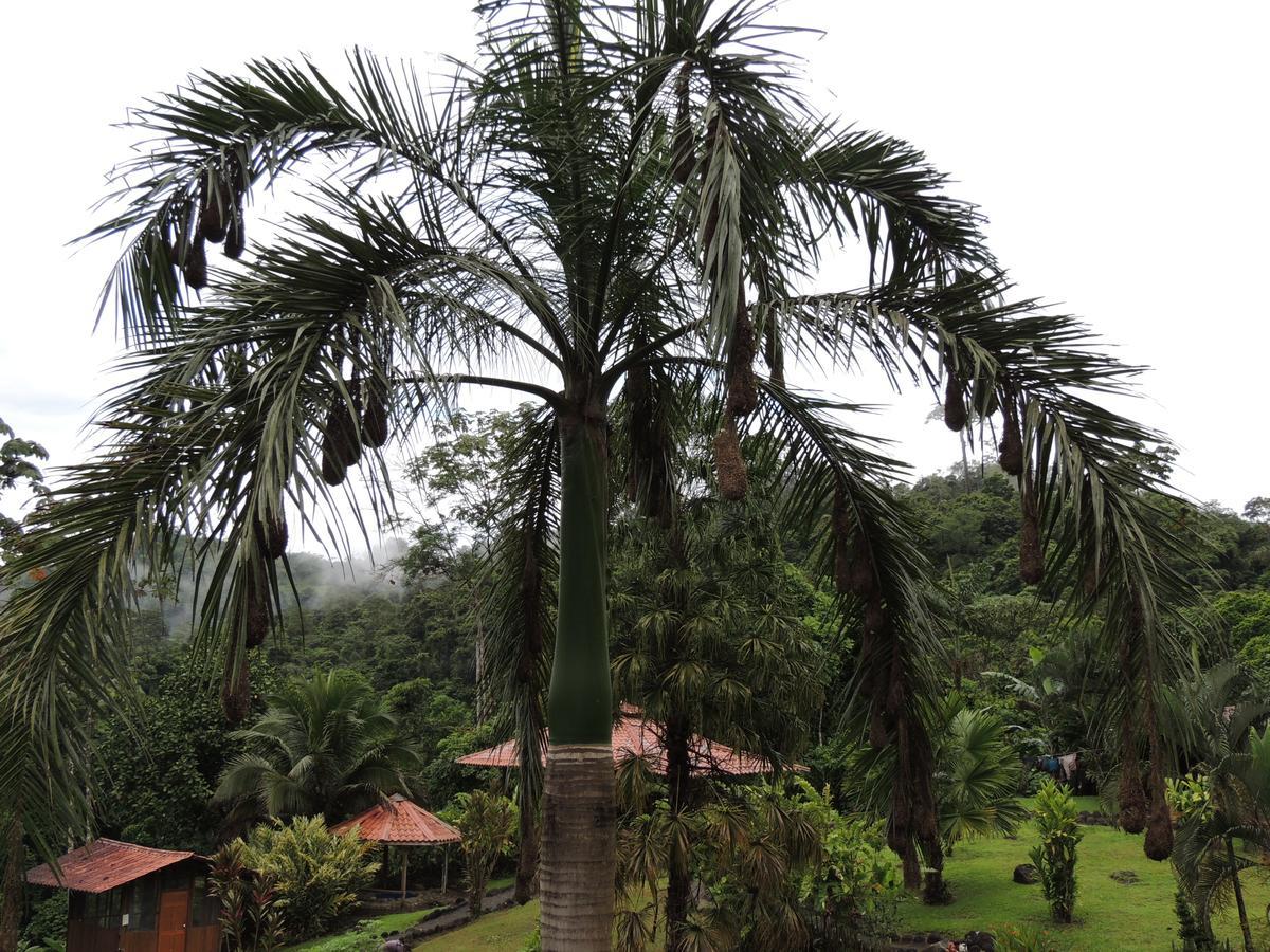 Pacuare River Lodge Bajo Tigre Buitenkant foto